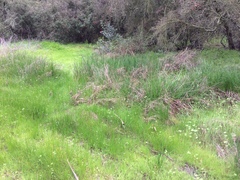 Juncus rugulosus