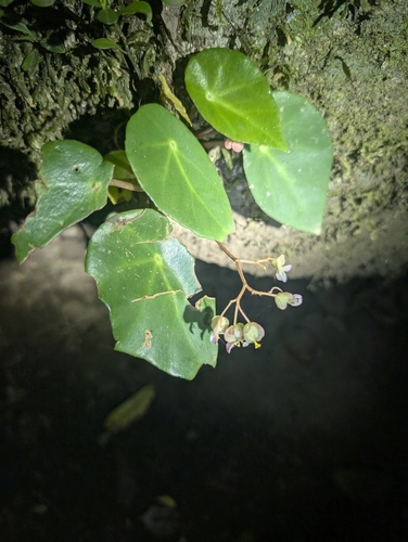 Seashell begonia (Begonia conchifolia)
