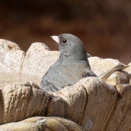 Dark-eyed Junco