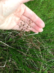 Juncus rugulosus