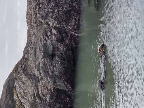 Sea Otter observed by luanroberts
