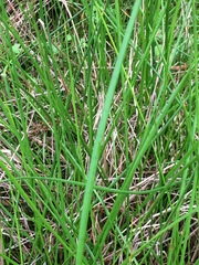 Juncus rugulosus