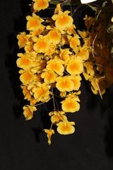 Dendrobium lindleyi