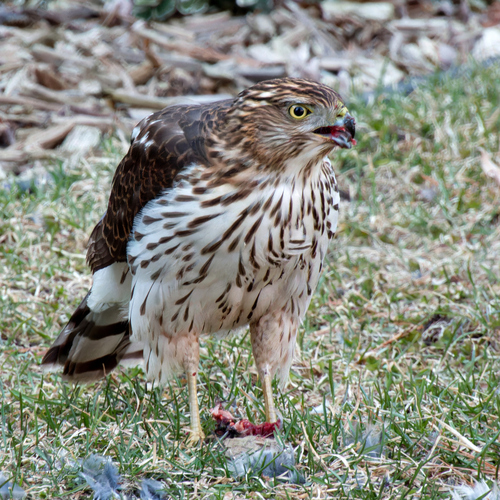 Cooper's Hawk