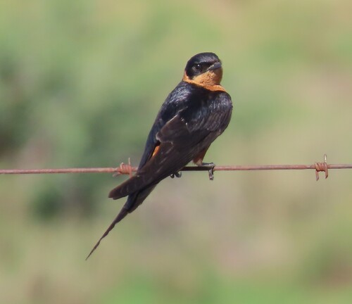 Red-breasted Swallow (Cecropis semirufa)