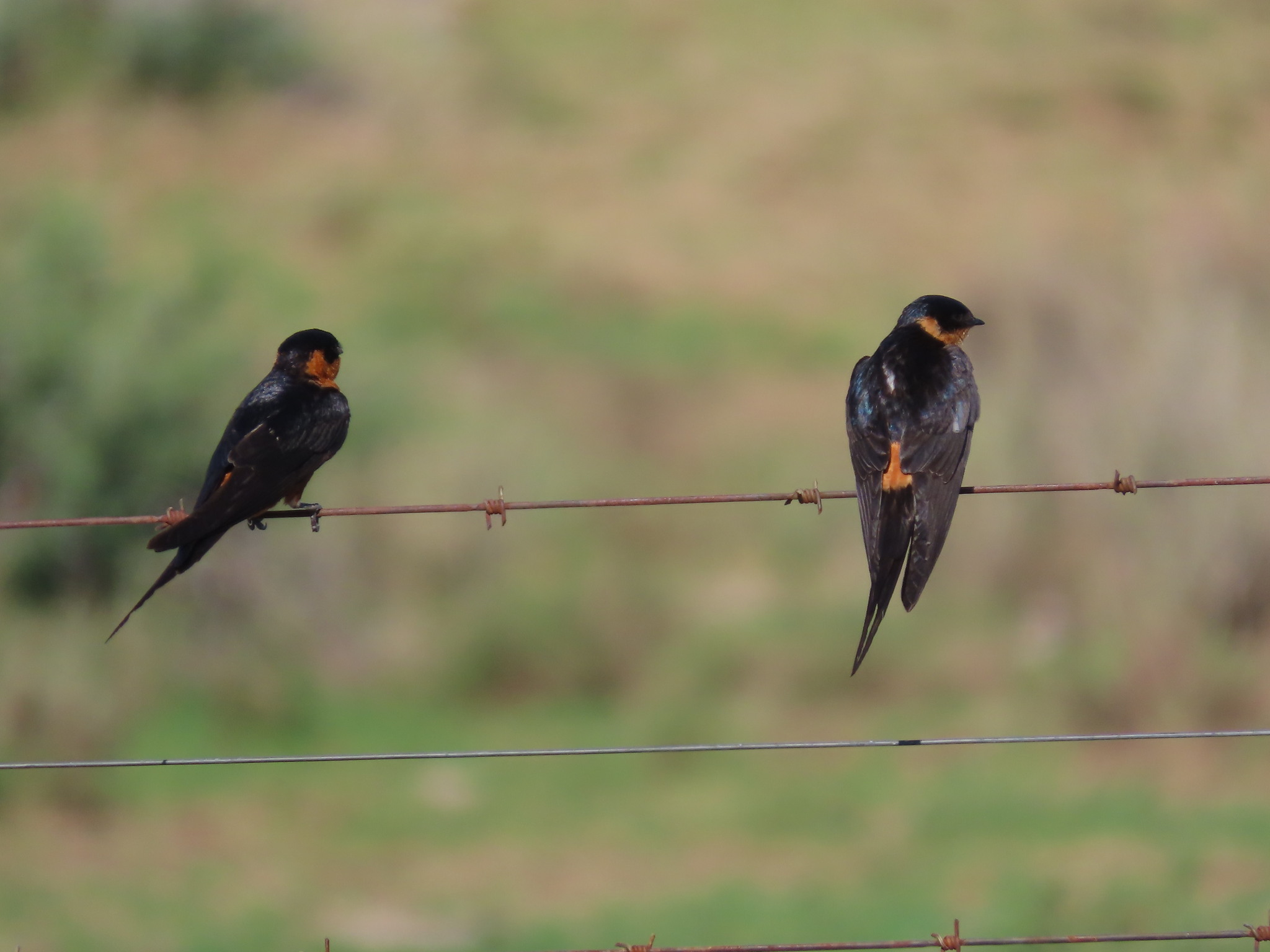 Red-breasted Swallow (Cecropis semirufa), photo 2