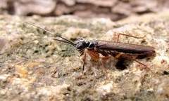 Mantoida maya