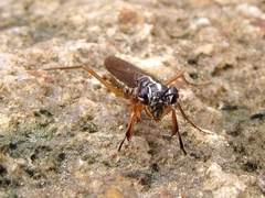 Mantoida maya