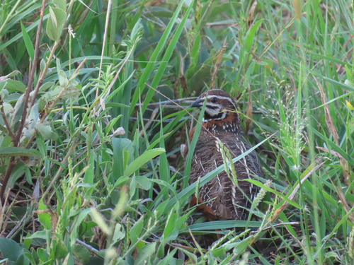 iNaturalist image