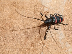 Ceroplesis orientalis