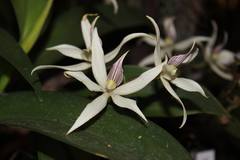 Prosthechea sima