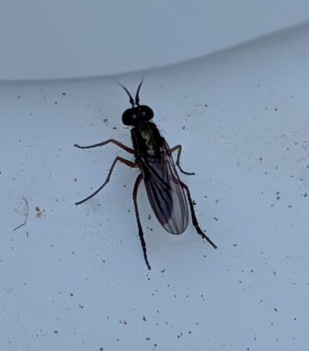 Unknown species found near Corona, CA, USA