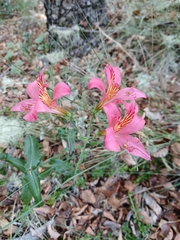 Alstroemeria presliana