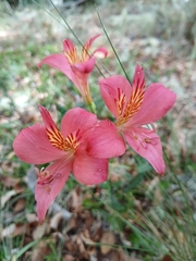 Alstroemeria presliana, photograph author not stated, no rights reserved