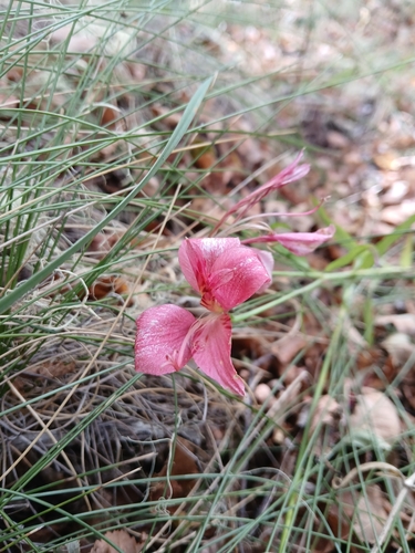 Alstroemeria presliana, photograph 3