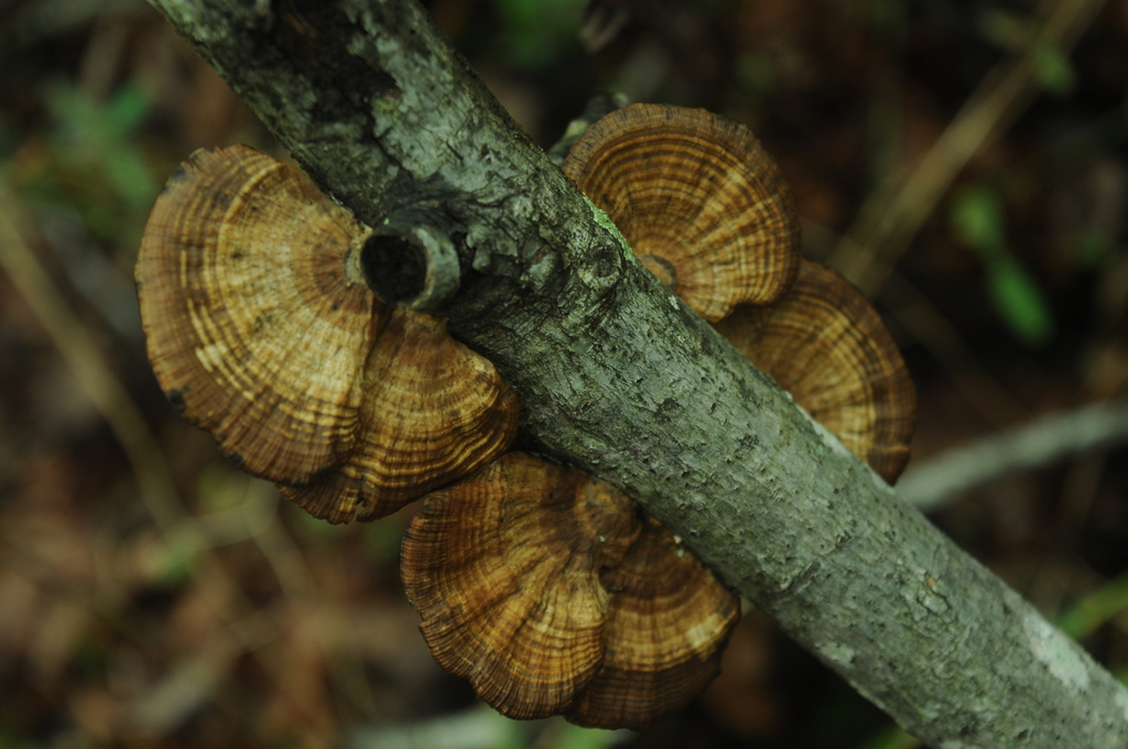 Daedaleopsis confragosa · February 2026 · photo: © merkertgrace (iNaturalist, cc-by)