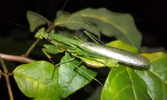 Stagmomantis fraterna
