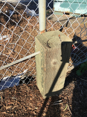 Sceloporus occidentalis