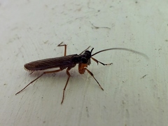 Mantoida maya