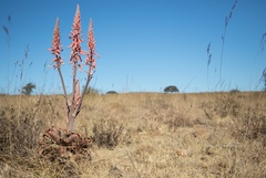 Aloe longibracteata