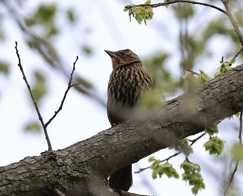 Red-winged Blackbird