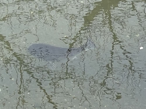 Acanthopagrus schlegelii