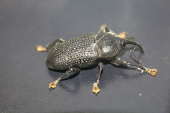 Homalinotus