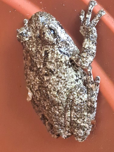 Cope's Gray Tree Frog observed by chrismoncus