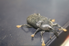 Homalinotus