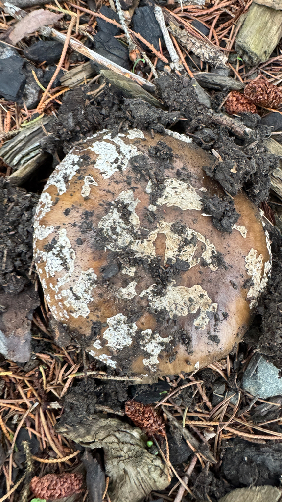 Amanita nothofagi · February 2026 · photo: © frankashwood (iNaturalist, cc-by)