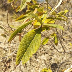 Tecoma stans velutina