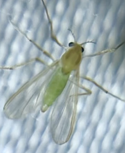 Unknown species found near Westwood Ct, Allen, TX, US