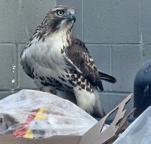 Red-tailed Hawk