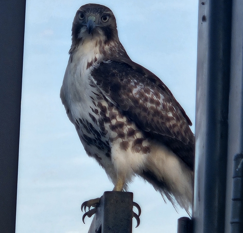 Red-tailed Hawk