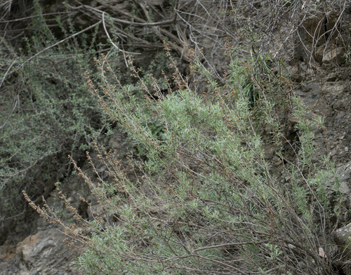 Artemisia californica
