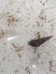 Thiaridae