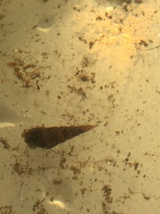 Thiaridae