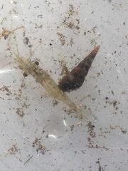 Thiaridae