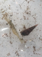 Thiaridae