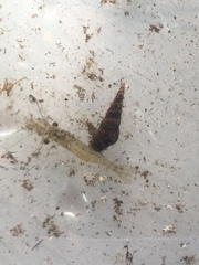 Thiaridae