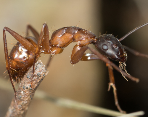 Camponotus semitestaceus photo 2