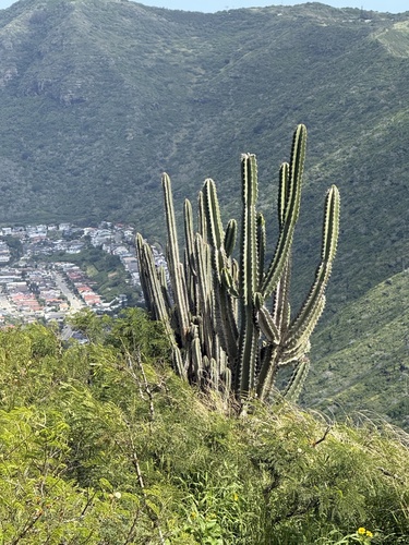 Cereus hildmannianus observed 2026-02-25