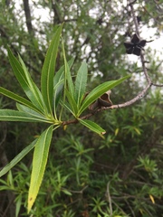 Kageneckia lanceolata