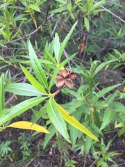 Kageneckia lanceolata