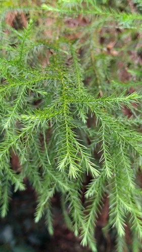 Callitris macleayana observed 2026-02-28