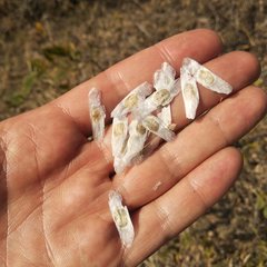 Tecoma stans velutina