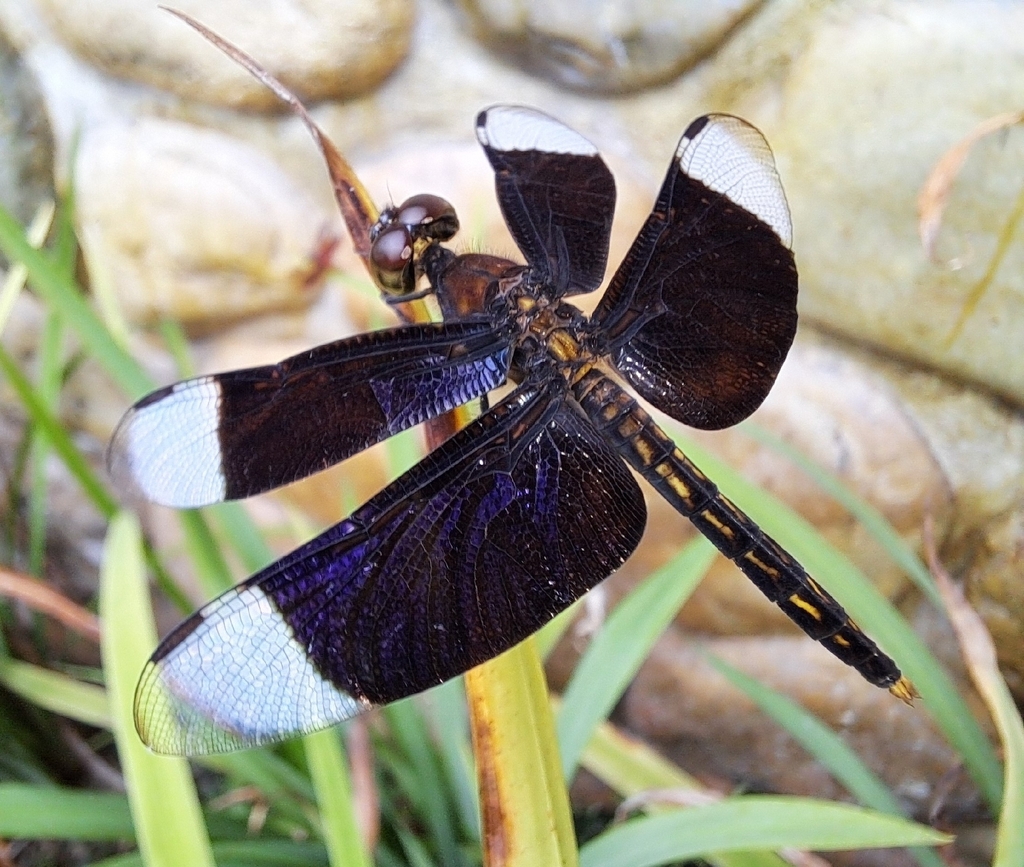Neurothemis decora (Neurothemis decora)
