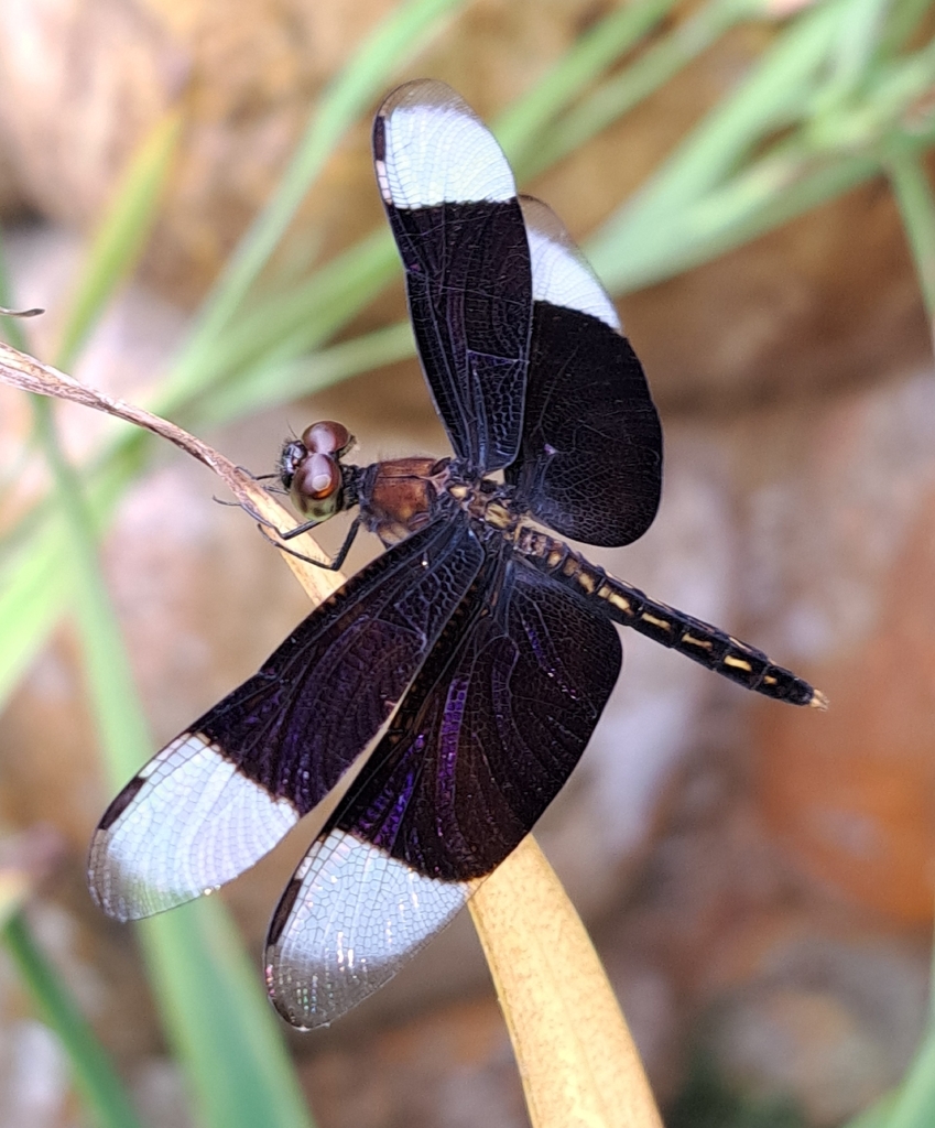 Neurothemis decora (Neurothemis decora)