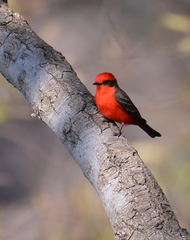 Pyrocephalus rubinus