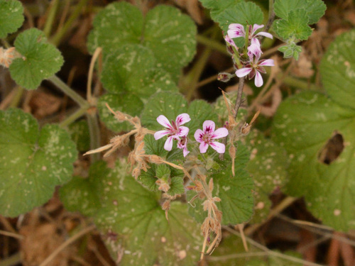 Austral Stork's-bill (Pelargonium australe)